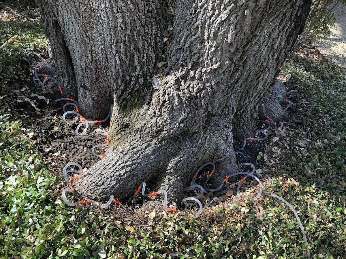 Detailed Shrub and Hedge Trimming job site in Norman