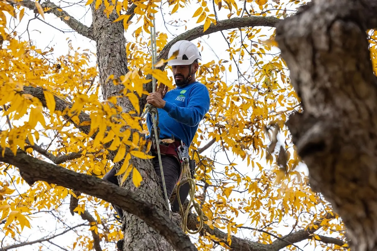 Skilled Storm Damage Cleanup crew working in Norman